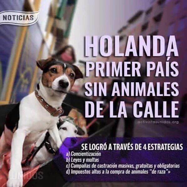 HOLANDA SIN ANIMALES ABANDONADOS