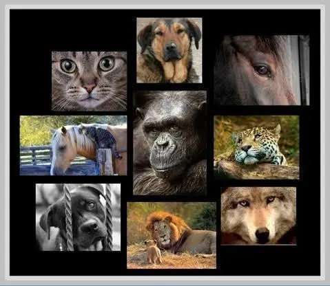 animales