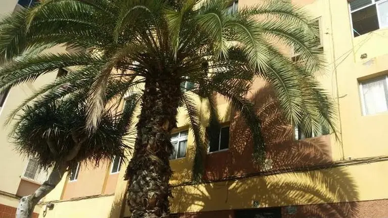 chona palmera
