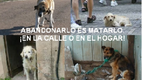 ABANDONO ANIMAL