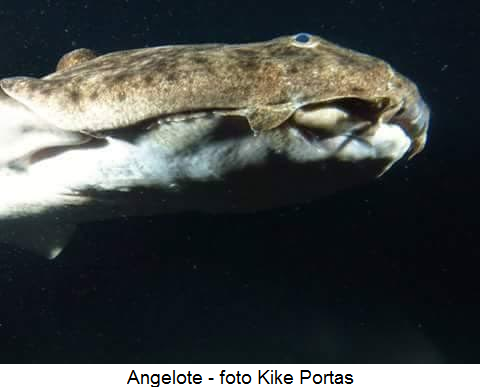 angelote kike portas
