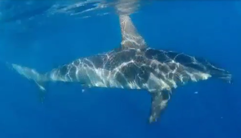 tiburón martillo