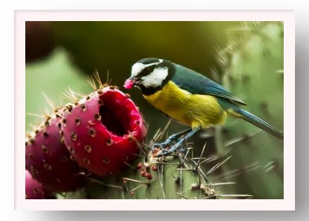 PAJARITO AGUIAR