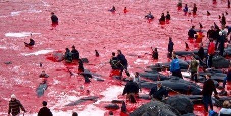 masacre ballenas