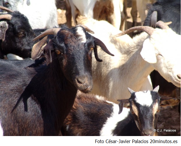 CABRAS CESAR JAVIER PALACIOS