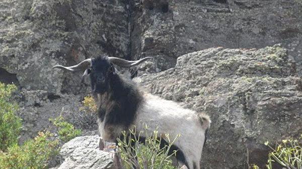CABRA GUANIL