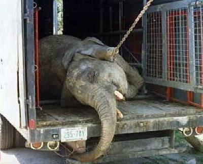 elefante cautivo
