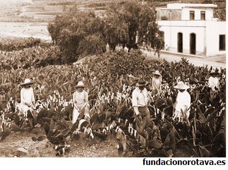 cultivos coloniales