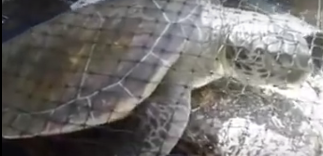 tortuga verde legends