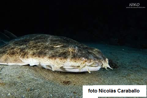 angelote atiracan 3