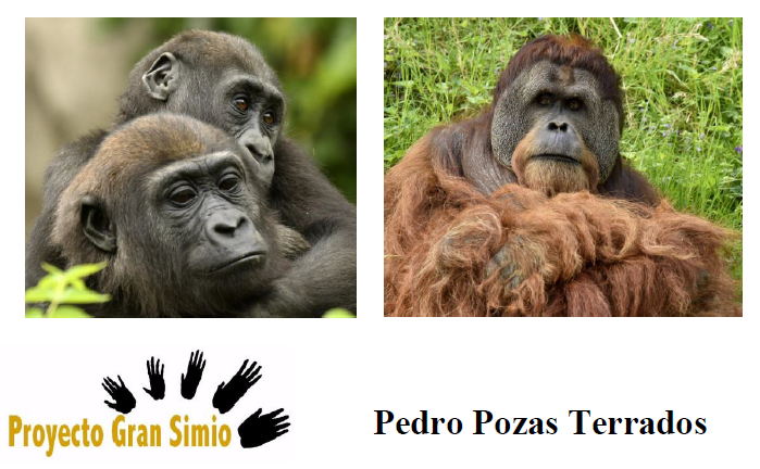 proyecto gran simio 3