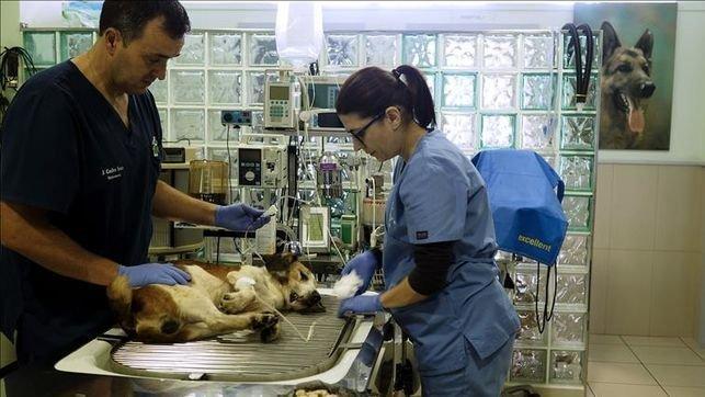 veterinarios