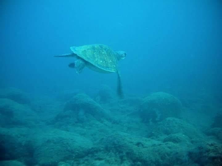 TORTUGA ATIRACAN 1