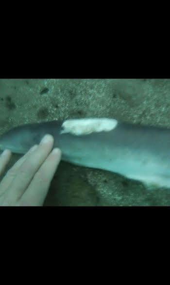 tiburones aleteo 3