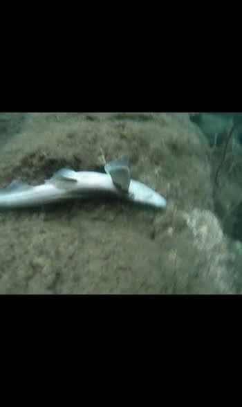 tiburones aleteo 2