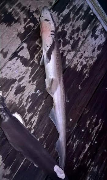tiburones aleteo