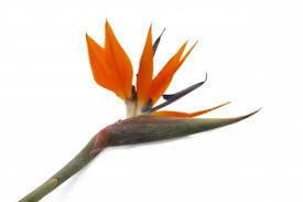 STRELITZIA