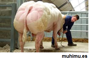 VACA HORMONADA