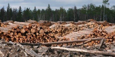 madera canadá greenpeace