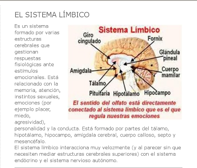 sistema límbico