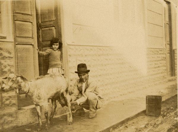 cabras en la ciudad