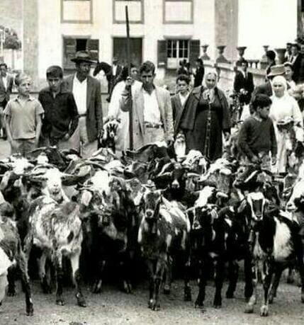 cabras en la ciudad