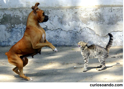 perro y gato
