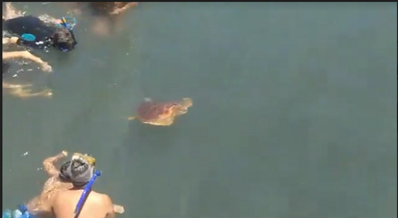 suelta tortugas bioagaete atiracan 3