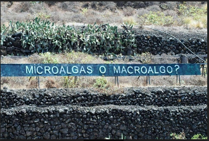 microalgas o microalgo