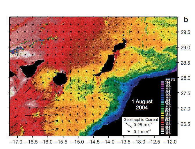 tricho mapa 4