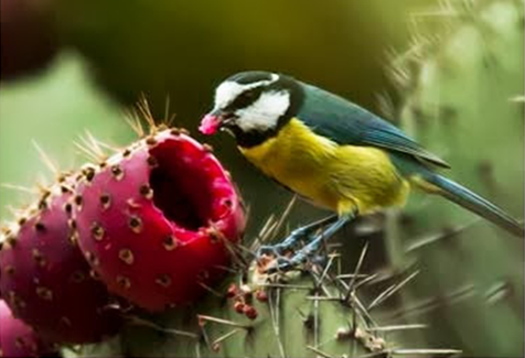 pajaro come tuno