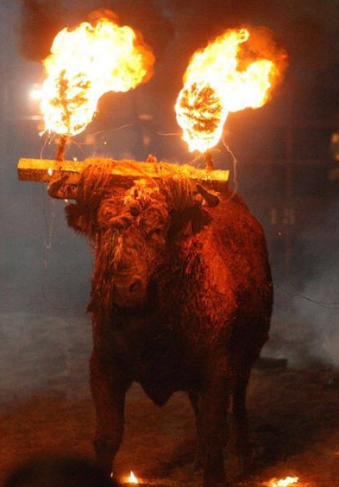 toros fuego