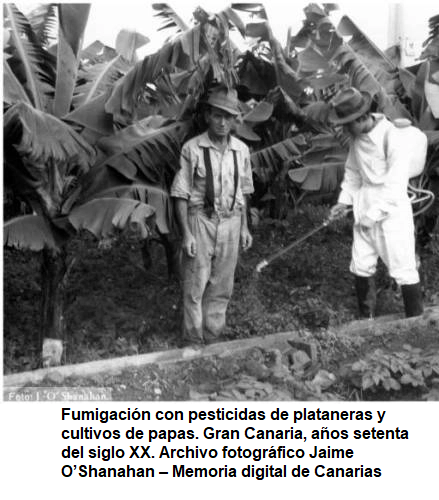 plataneros