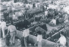 plataneros empaquetado