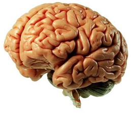 CEREBRO