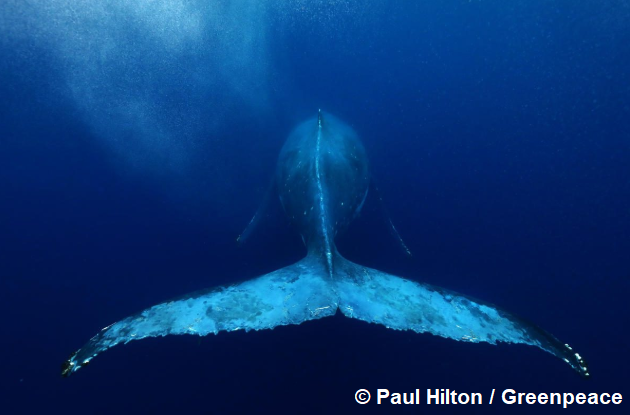 BALLENA GREENPEACE