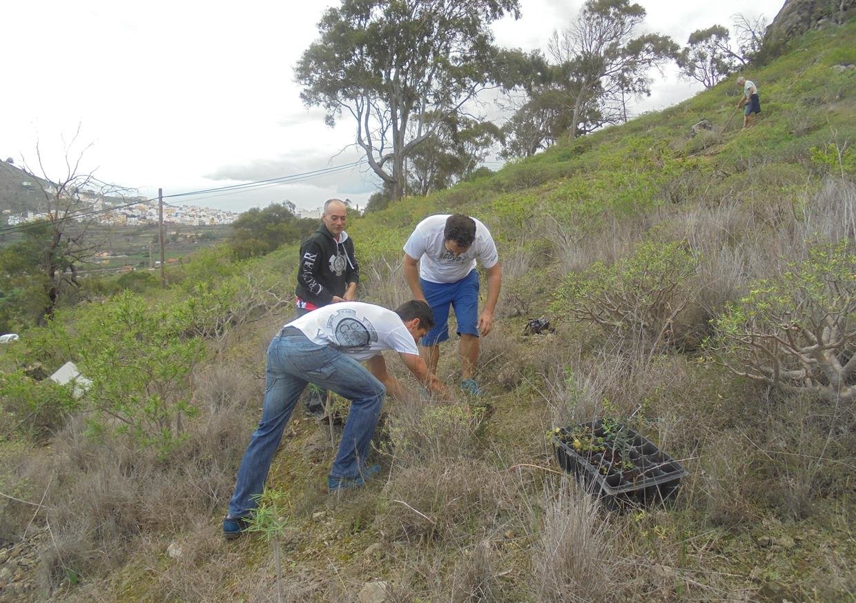 plantación 2018