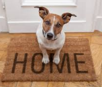 perro en casa