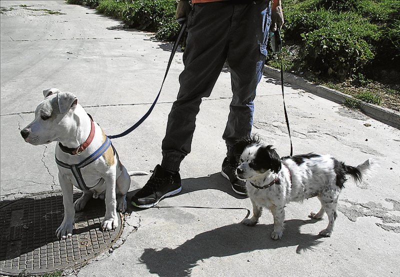 perros calle atados