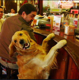 perro en bar