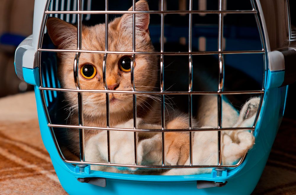 gato transportín