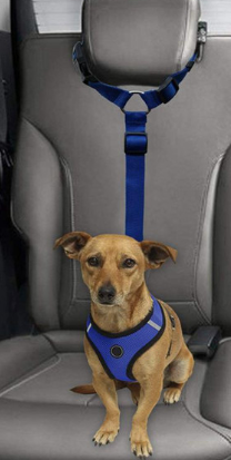 perro coche