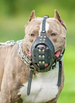 perro pp
