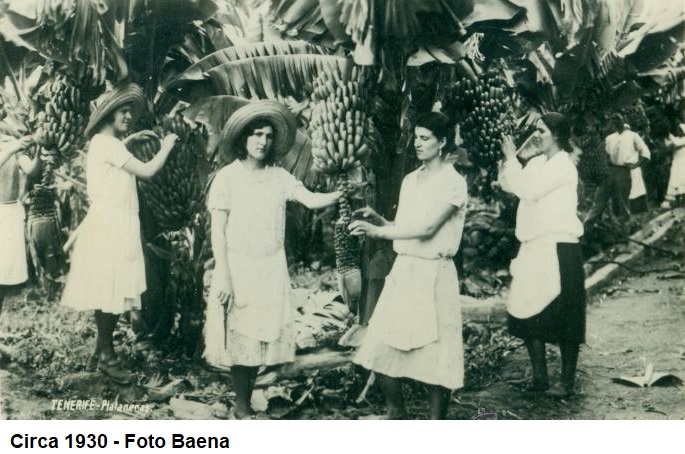 plataneras