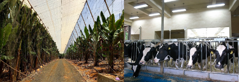 agrivultura  ganadería industrial