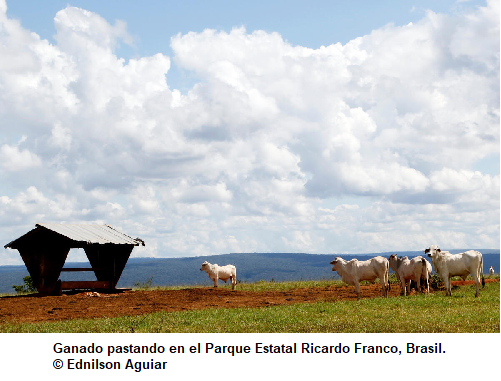 GANADO BRASIL