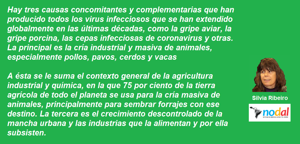 FRASE RIBEIRO