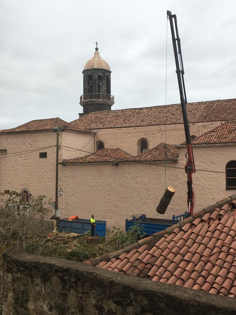 PALMERA SANTO DOMINGO LA OROTAVA 1