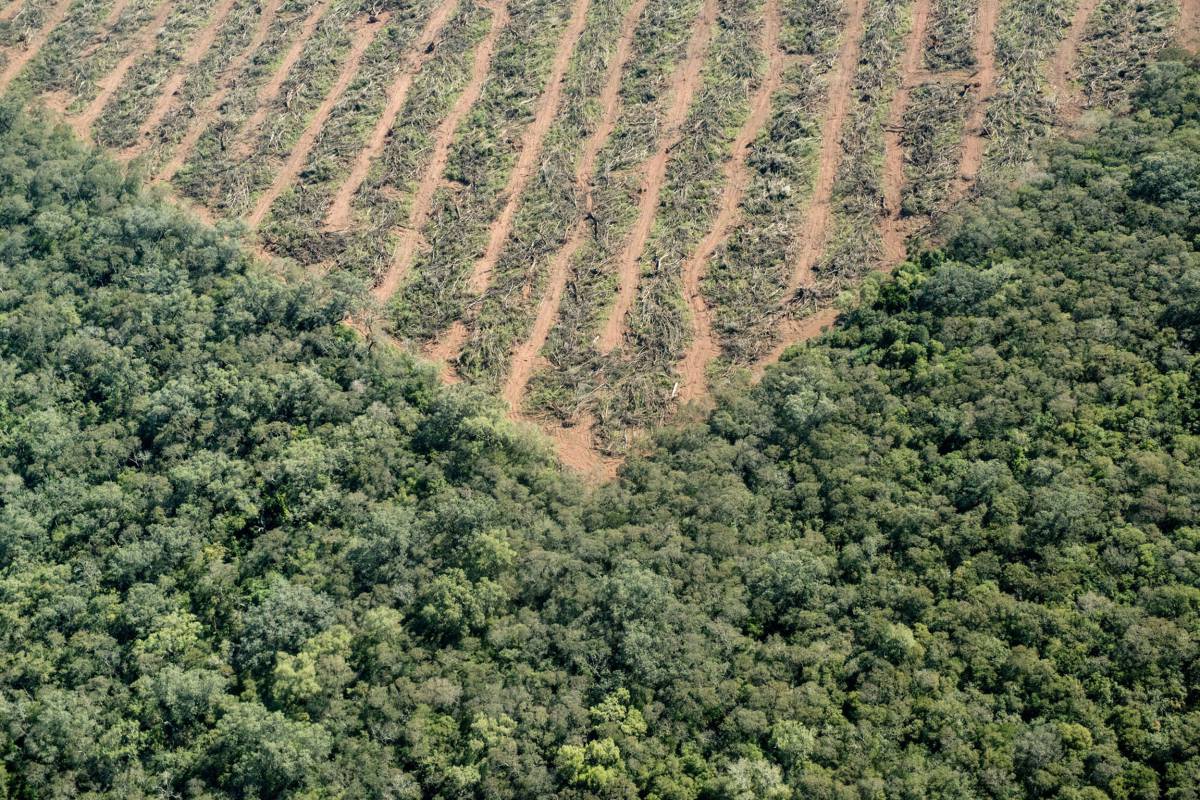 soja árboles