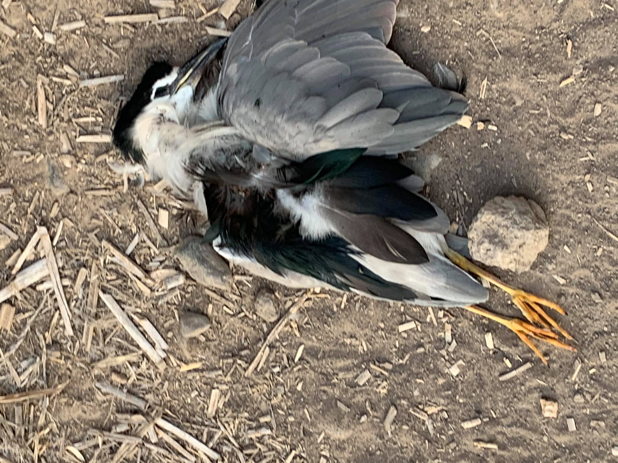 CHARCA SAN LORENZO AVE MUERTA